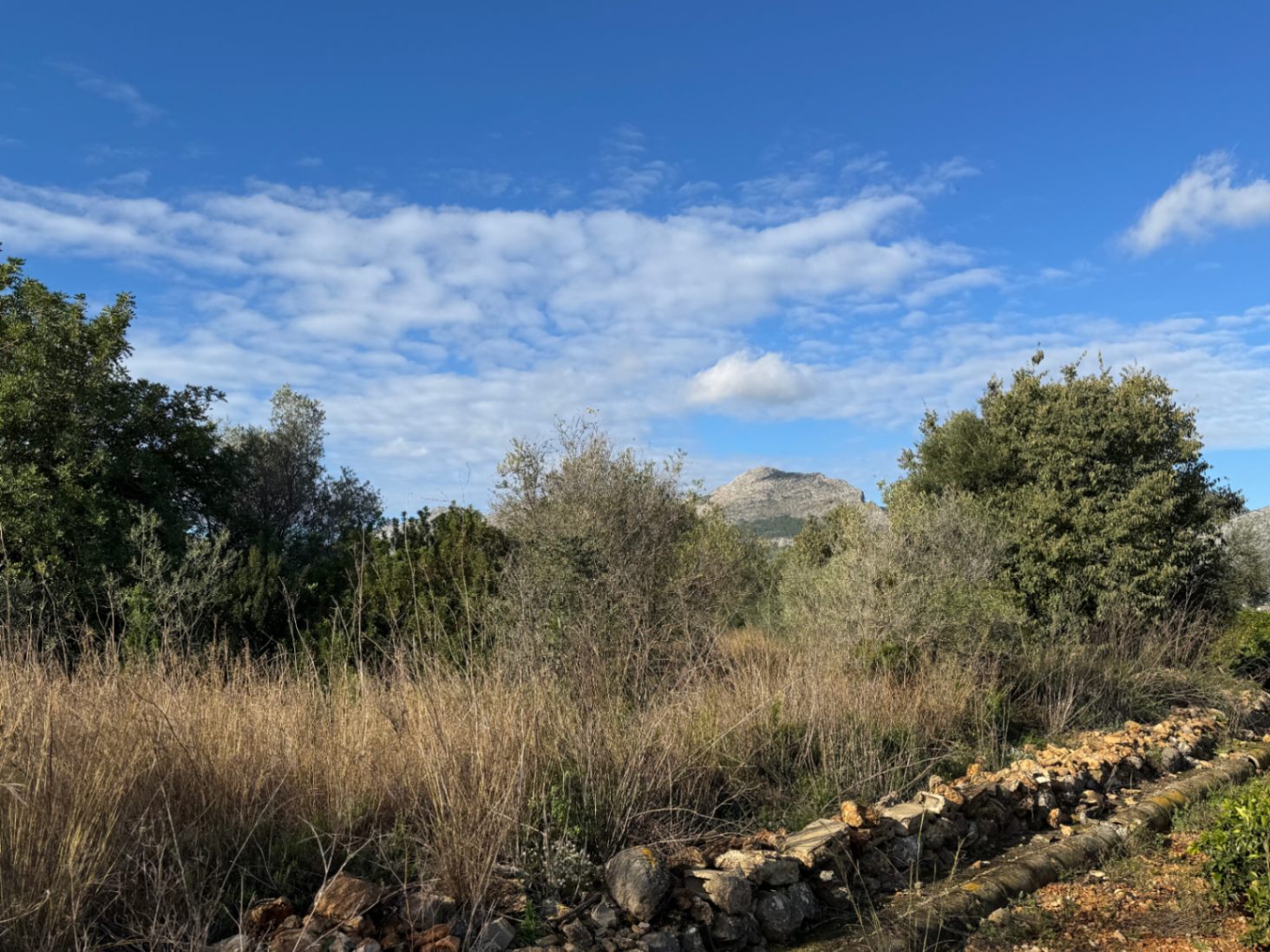 Rustic Plot